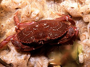 Rock crab on tunicate colony.jpg