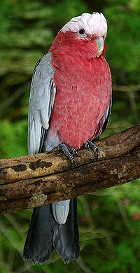 Рожевий какаду (Eolophus roseicapillus)