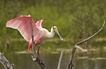 Roseate Spoonbill FWS 15049. 
 JPG