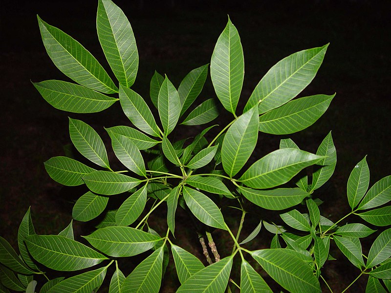 File:Rubber tree leaves.JPG