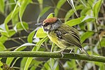 Thumbnail for Rufous-crowned tody-flycatcher