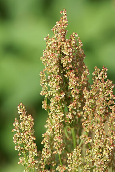 File:Rumex rugosus 02.JPG