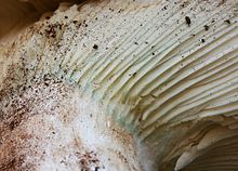 A greenish band can develop at the top of the stipe. Russula brevipes 380443.jpg