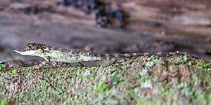 In Galway's Land National Park, Nuwara Eliya