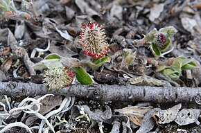 Beschreibung des Bildes von Salix reptans-MW0158288-live.jpg.