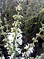 Salvia argentea 14May2009 plant CampoCalatrava.jpg