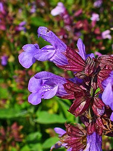 Salvia officinalis Flowers