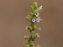Salvia plebeia (5634440434).jpg