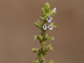 <i>Salvia plebeia</i> Species of herb