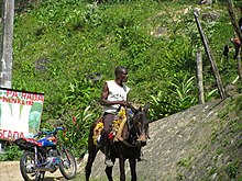 Samana homme sur mule 1.JPG