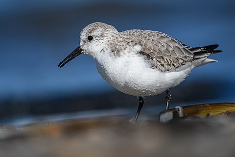 A sanderling (Calidris alba) on the beach of Spiekeroog (an island in the a Wadden Sea )