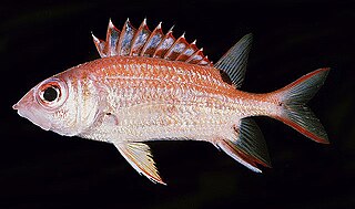 <i>Sargocentron melanospilos</i> Species of fish