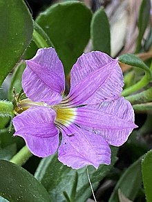 Scaevola striata flower close-up.jpg