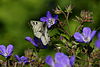 Geranium sylvaticum