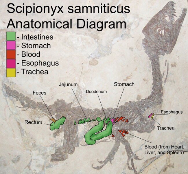 File:Scipionyx speculative anatomy.jpg