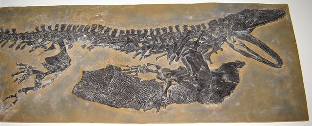 A fossil of Sclerocephalus showing a large pectoral girdle and ventral plates