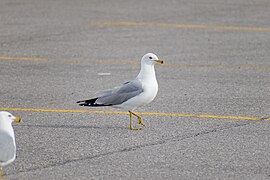 Seagulls at Downsview Park 05.jpg