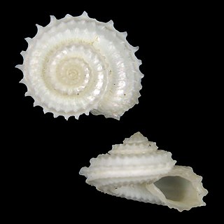 <i>Calliotropis sagarinoi</i> Species of gastropod