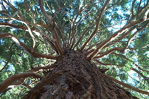 A giant sequoia