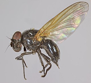 <i>Setisquamalonchaea fumosa</i> Species of fly