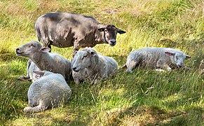 Moutons se reposant à l'ombre, tandis que la matriarche du troupeau se tient debout, dans un champ en Suède. Juillet 2019.