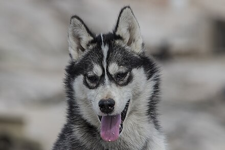 Sled dogs in the town of Ilulissat