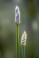 Blütenknospen – Allium tuberosum