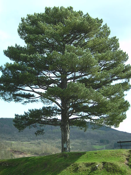 File:Sierck-les-Bains Burg Kiefer.JPG