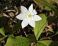 Arctic starflower - Trientalis europaea (Skogstjerne)