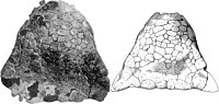 Skull of Ankylosaurus.jpg