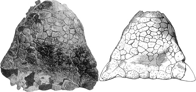 Skull of first known ankylosaurid specimen, belonging to Ankylosaurus