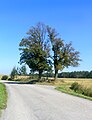 Čeština: Chráněné lípy u obce Slapy u Tábora English: Linden tree by Slapy village, Czech Republic