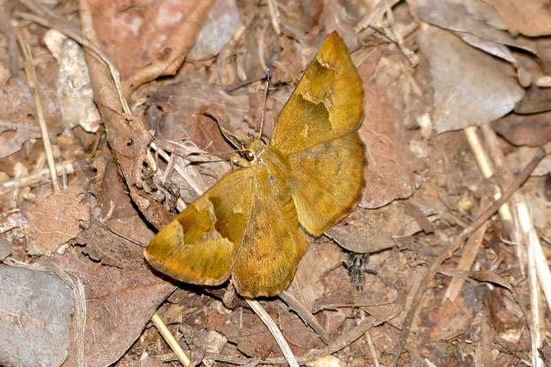 File:Small Elfin Skipper (Sarangesa phidyle) (15848433564).jpg