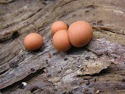 Lycogala epidendrum