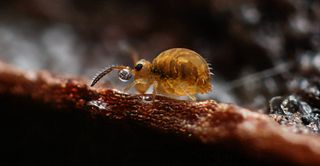 Katiannidae Family of springtails