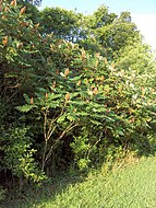 Λείο σουμάκι (smooth sumac) (Rhus glabra).