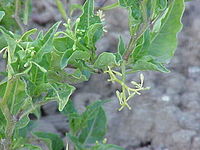 Solanum morelliforme