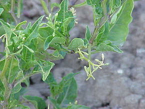 Bilde beskrivelse Solanum morelliforme0.jpg.