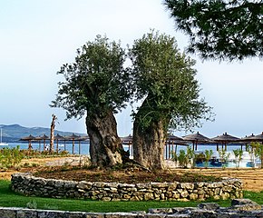 File Solaris Sibenik Olive Trees Jpg Wikimedia Commons