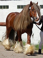 A solid-coloured cob Solid chestnut coloured Gypsy Cob Horse 1.jpg