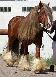 Abundant mane and feathering on a Gypsy horse