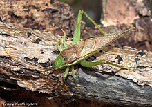 Sirissen Sonotrella bicolor