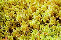 Sphagnum fallax