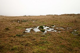 Sphagnum Rawa, Ponsonby Jatuh - geograph.org.inggris - 105601.jpg