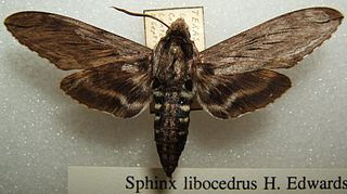 <i>Sphinx libocedrus</i> Species of moth