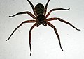 Spider coorg.jpg
