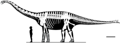 Diagram som visar kända ben hos en långhalsad dinosaurie, med en människa framför den