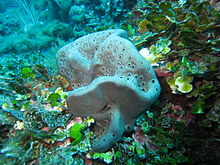 Spongia lamella in the Mediterranean Sea Spongia lamella 4.jpg