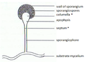 Sporangium..png