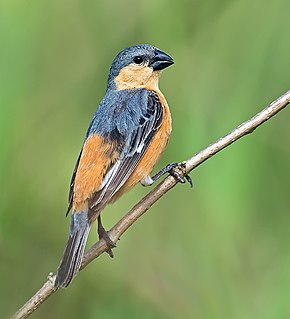 Tawny-bellied seedeater Species of bird